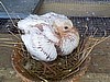 Rock Dove